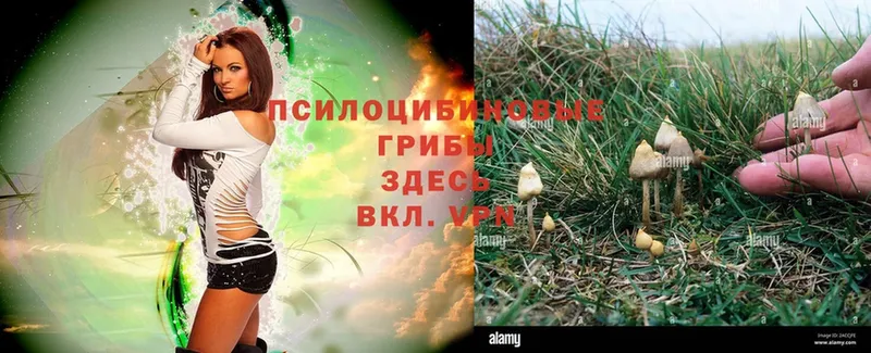 Псилоцибиновые грибы Psilocybe  Разумное 